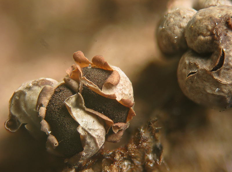 Diderma floriforme ?